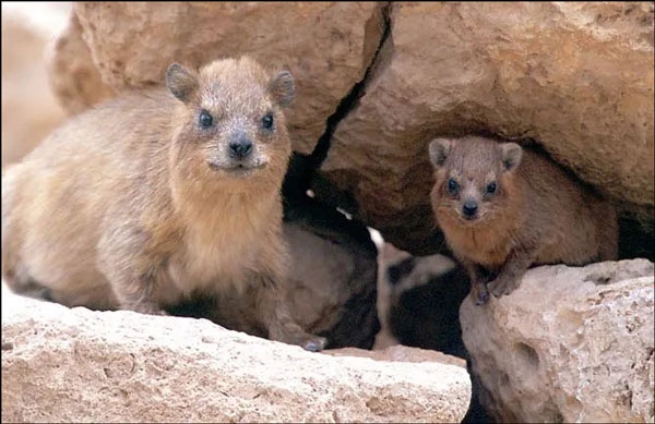 الوبر الصحراوي