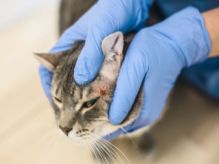 الورم الفطري