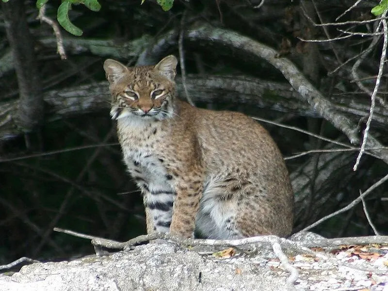 الوشق الكميت