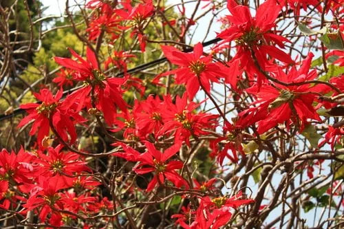 نبتة بنت القنصل السامة