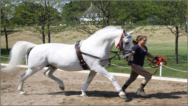 تربية الخيل الأعوجية