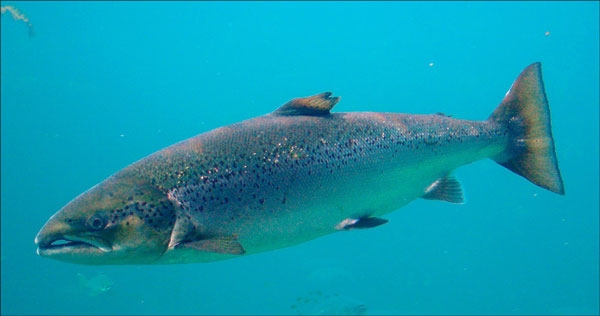 تعريف سمك السلمون