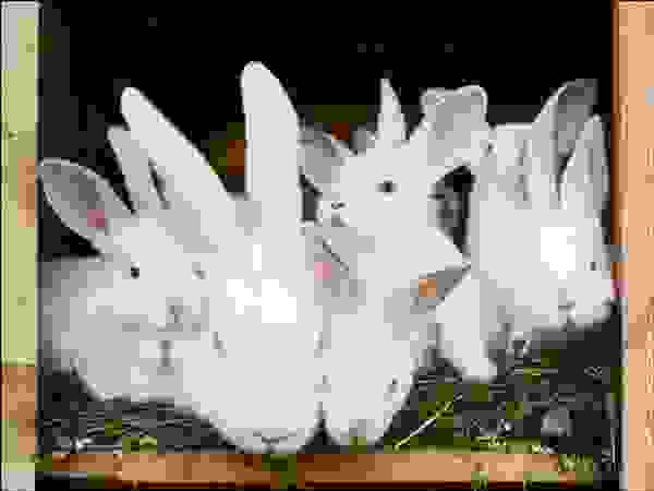 تفسير حلم الأرانب البيضاء