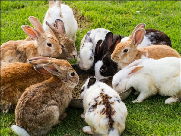 تفسير رؤية الأرانب الكثيرة في المنام تفسير رؤية الأرانب الكثيرة في المنام