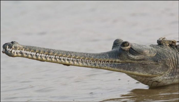 تمساح الغاربال