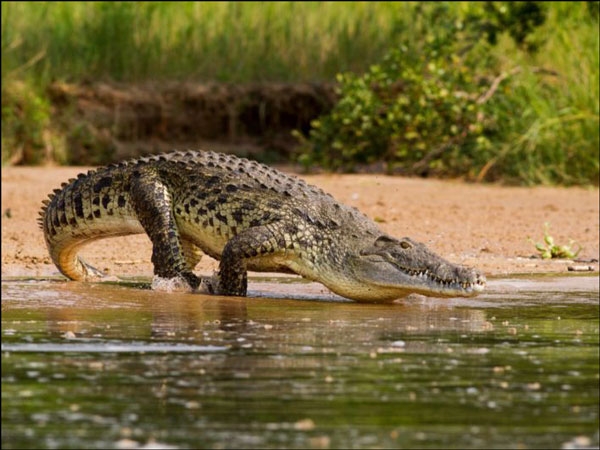 التمساح النيلي