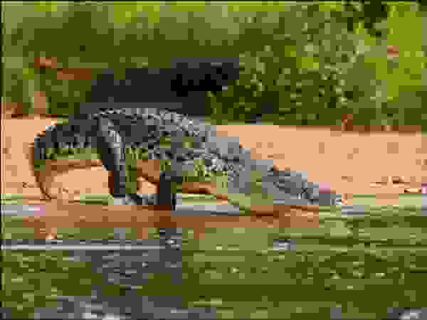 التمساح النيلي