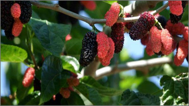 ثمار التوت الأحمر