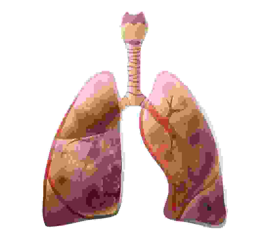 جهاز التنفس - الرئتين
