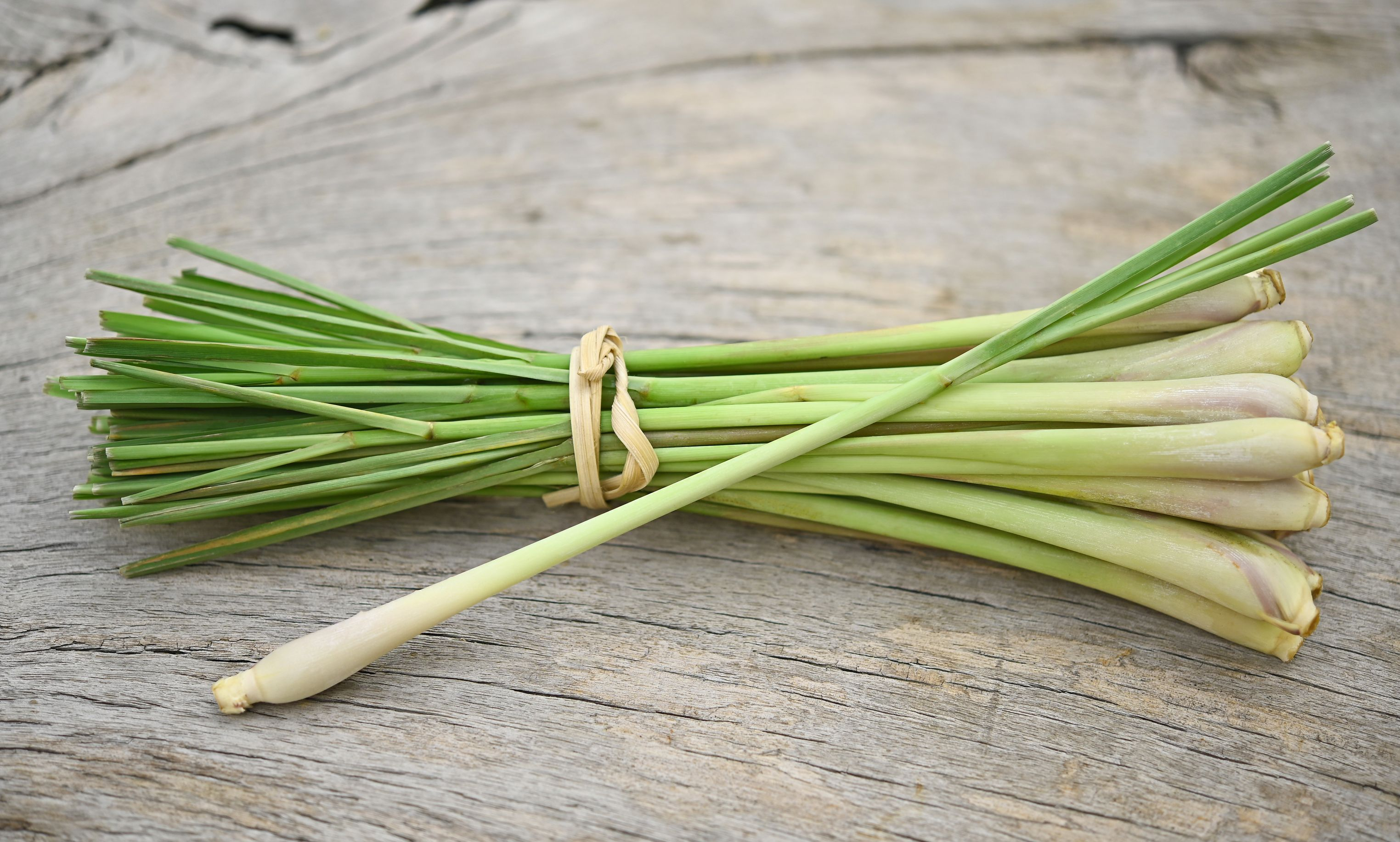 حشيشة الليمون