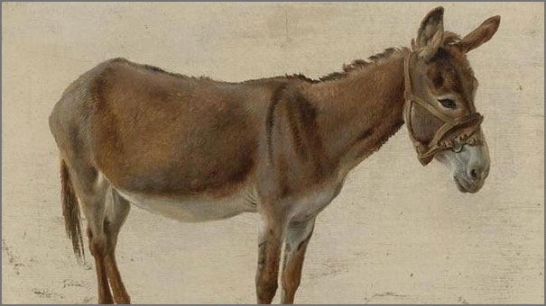 حمار المغفل