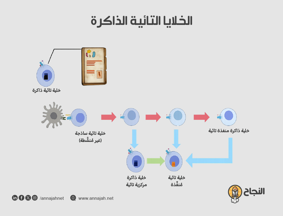 الخلايا التائية الذاكرة الخلايا التائية الذاكرة