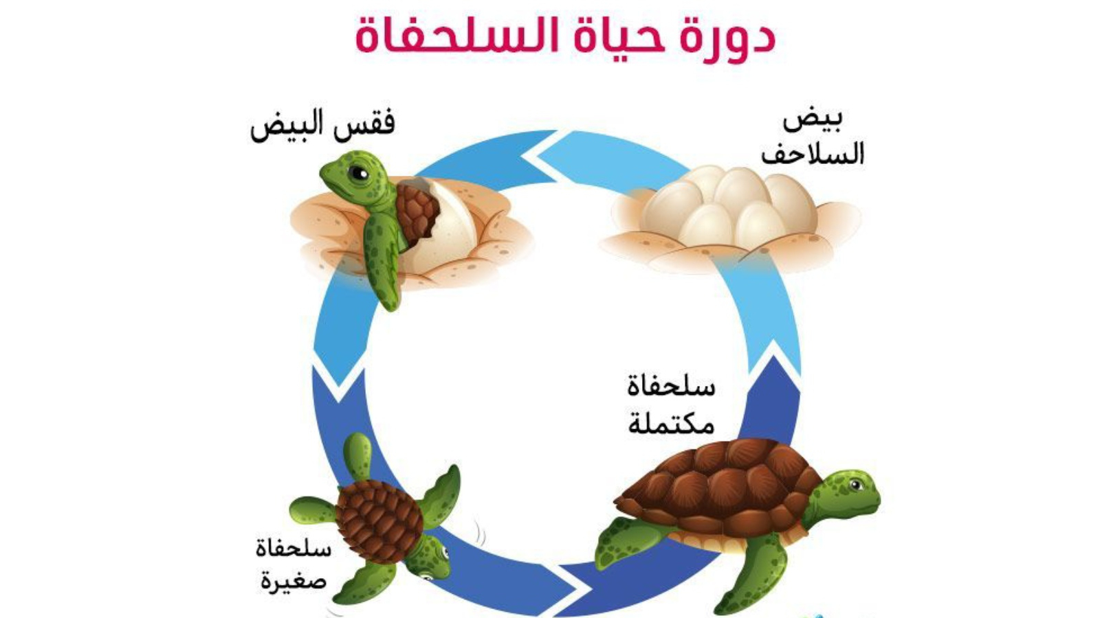 دورة حياة السلاحف البحرية