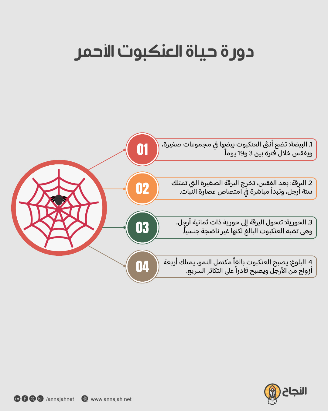 إنفوغرافيك: دورة حياة العنكبوت الأحمر