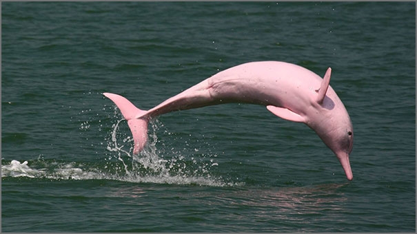 دولفين نهر الأمازون