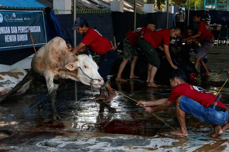 ذبح الأضاحي