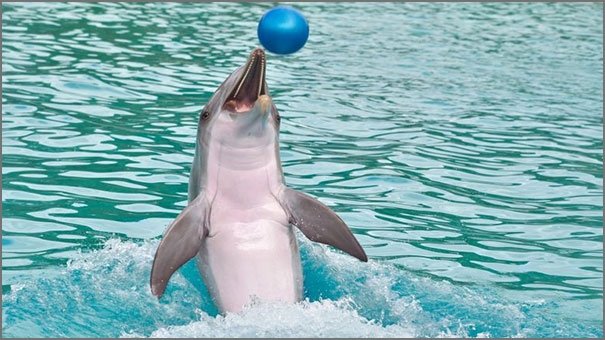 ذكاء الدلافين