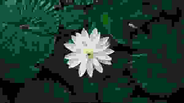 ما هي زهرة اللوتس