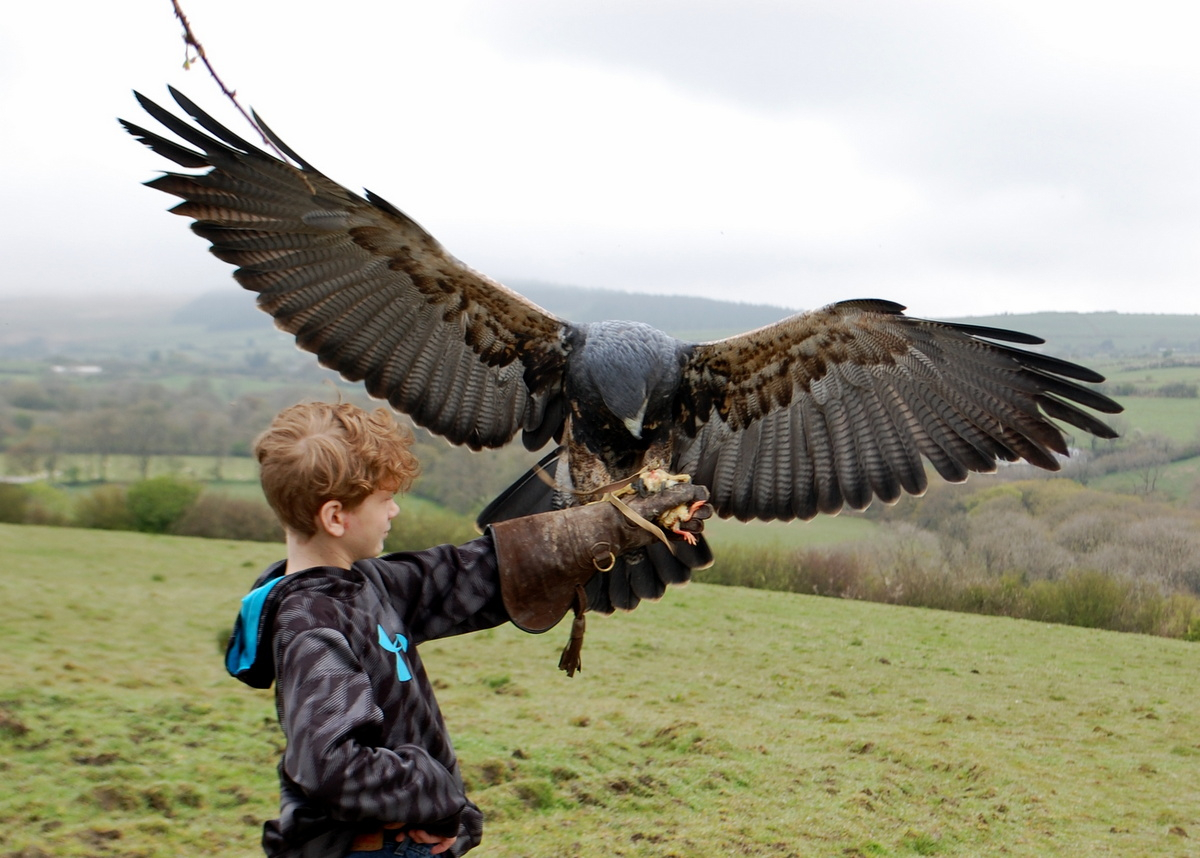 سباقات الصقور