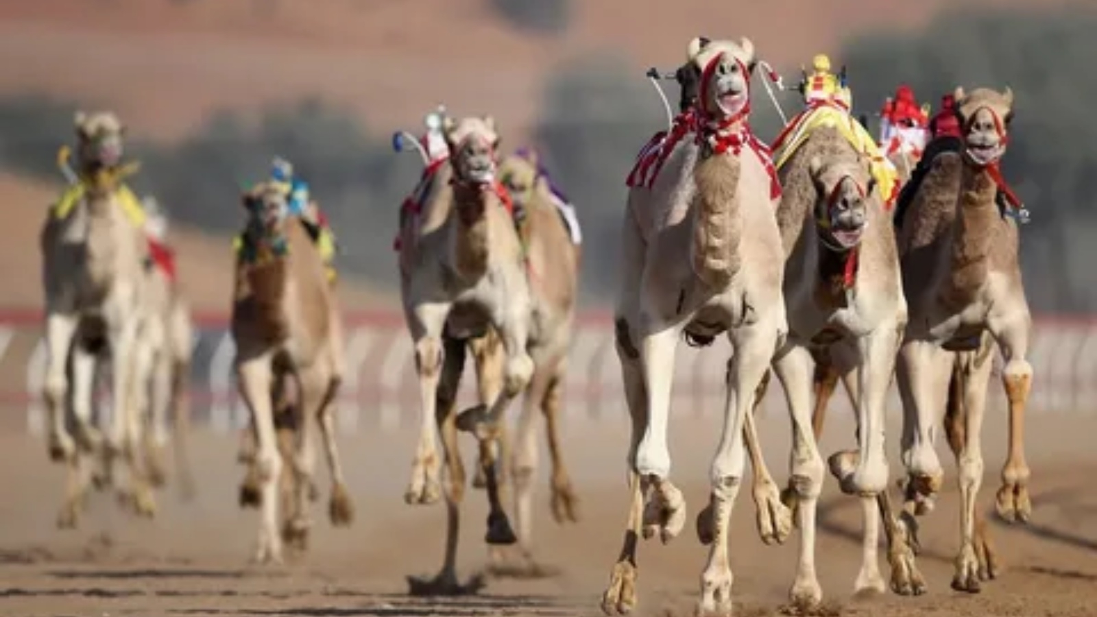 سباقات الهجن