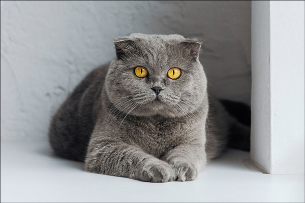 صورة لقط نوع سكوتش ستريت