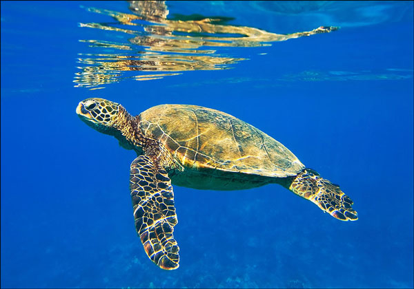 صورة لسلحفاة بحرية