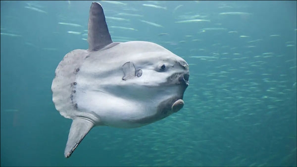 سمكة شمس المحيط