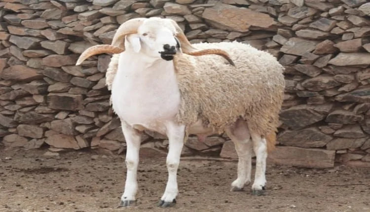 سنن الأضحية في عيد الأضحى