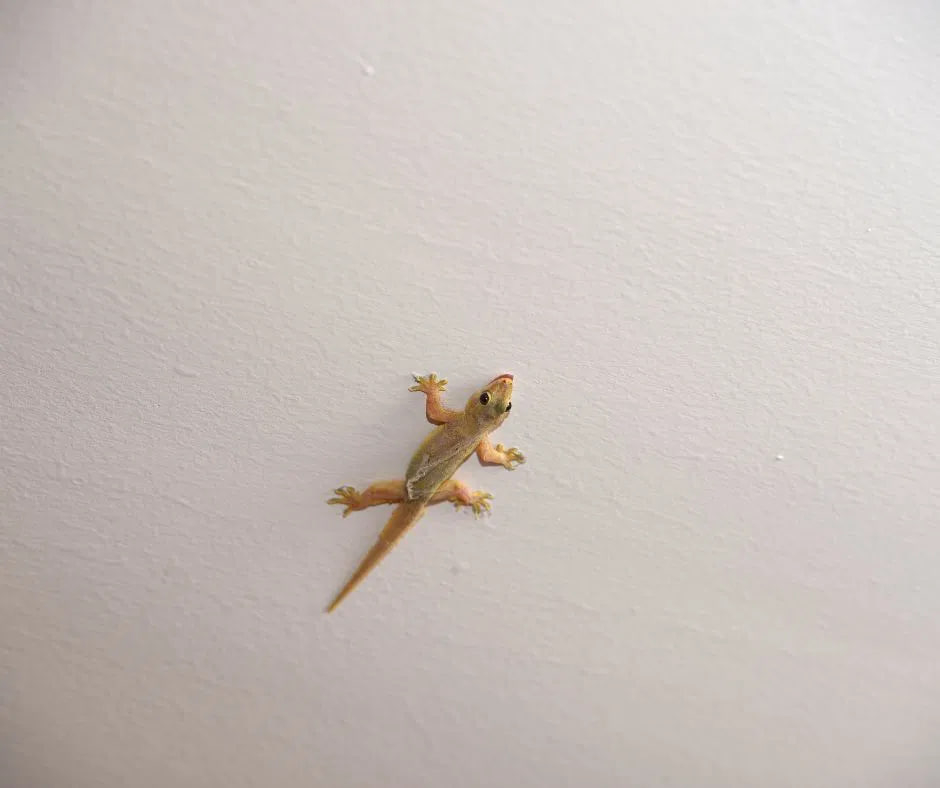وزغ صغير بعد الفقس