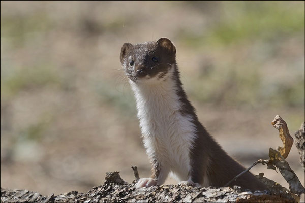 صورة لحيوان ابن عرس