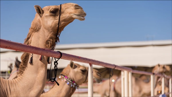 صفات الجمل التكيفية