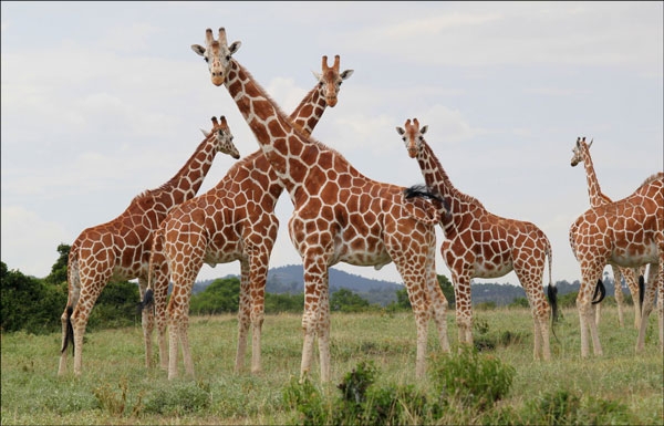 صفات الزرافة الفيزيائية