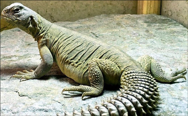 صفات حيوان الضَّب