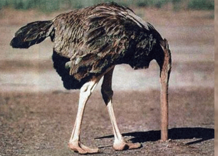 نعامة تدفن رأسها في التراب