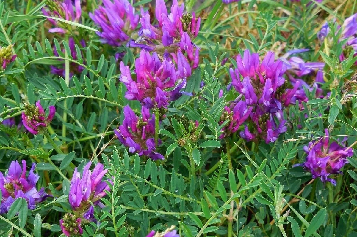 عشبة العاقول