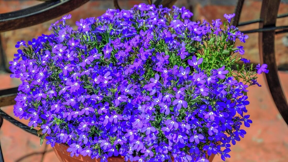 عشبة اللوبيليا عشبة اللوبيليا