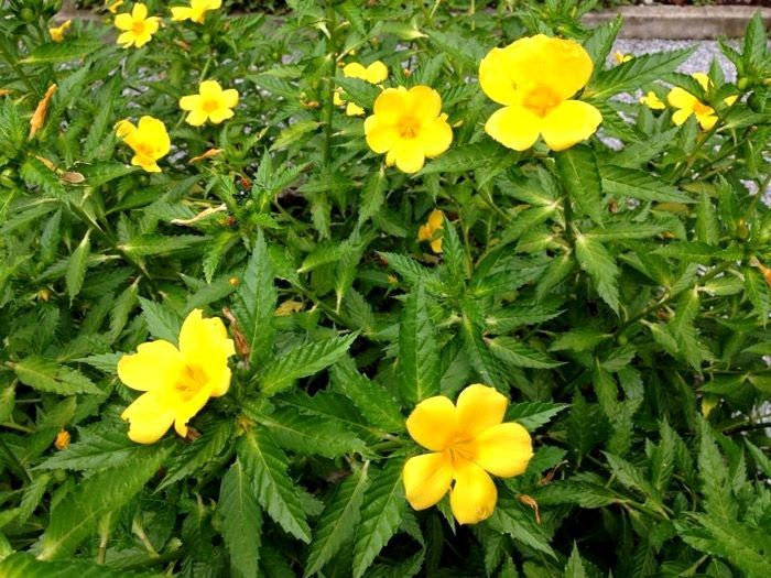 عشبة دميانة