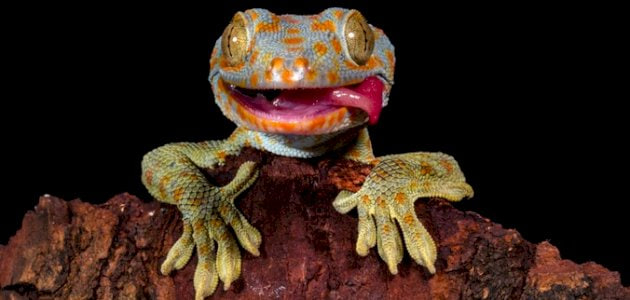 وزغ يمد لسانه ليلعلق الحشرات ويتغذى بها