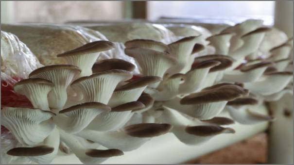 باحتوائه على فيتامين B و D 