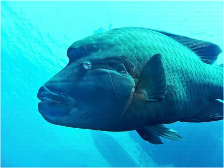 فوائد سمك الطربوني