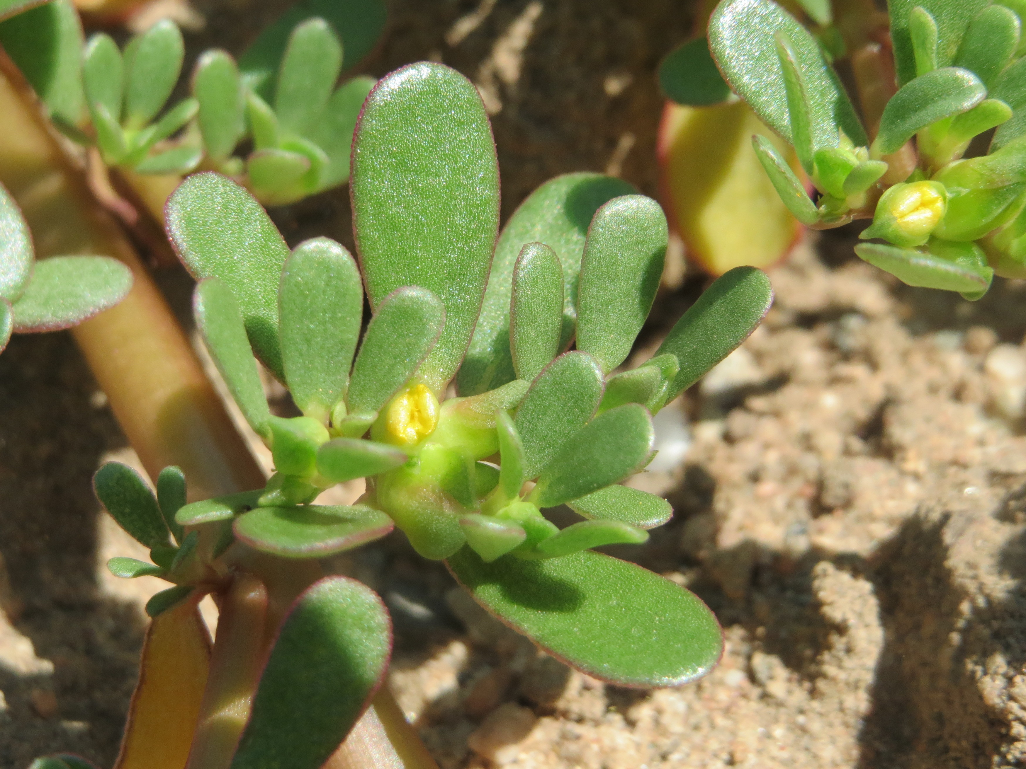 ما هي نبتة الرجلة؟