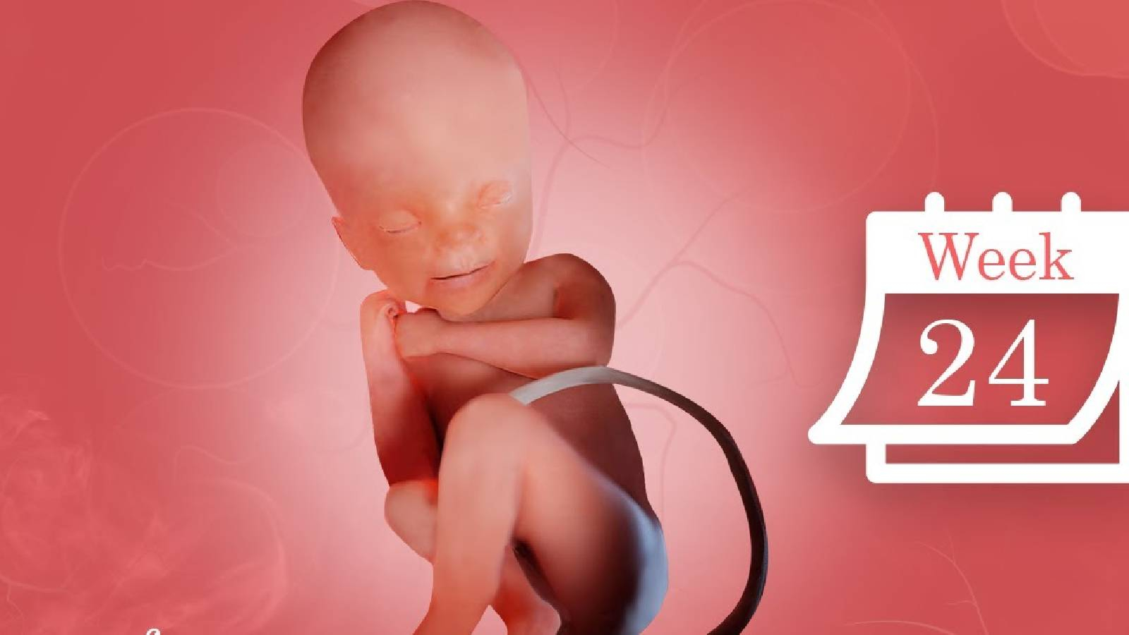على خلفية حمراء يظهر جنين وبجانبه روزنامة تظهر الاسبوع 24