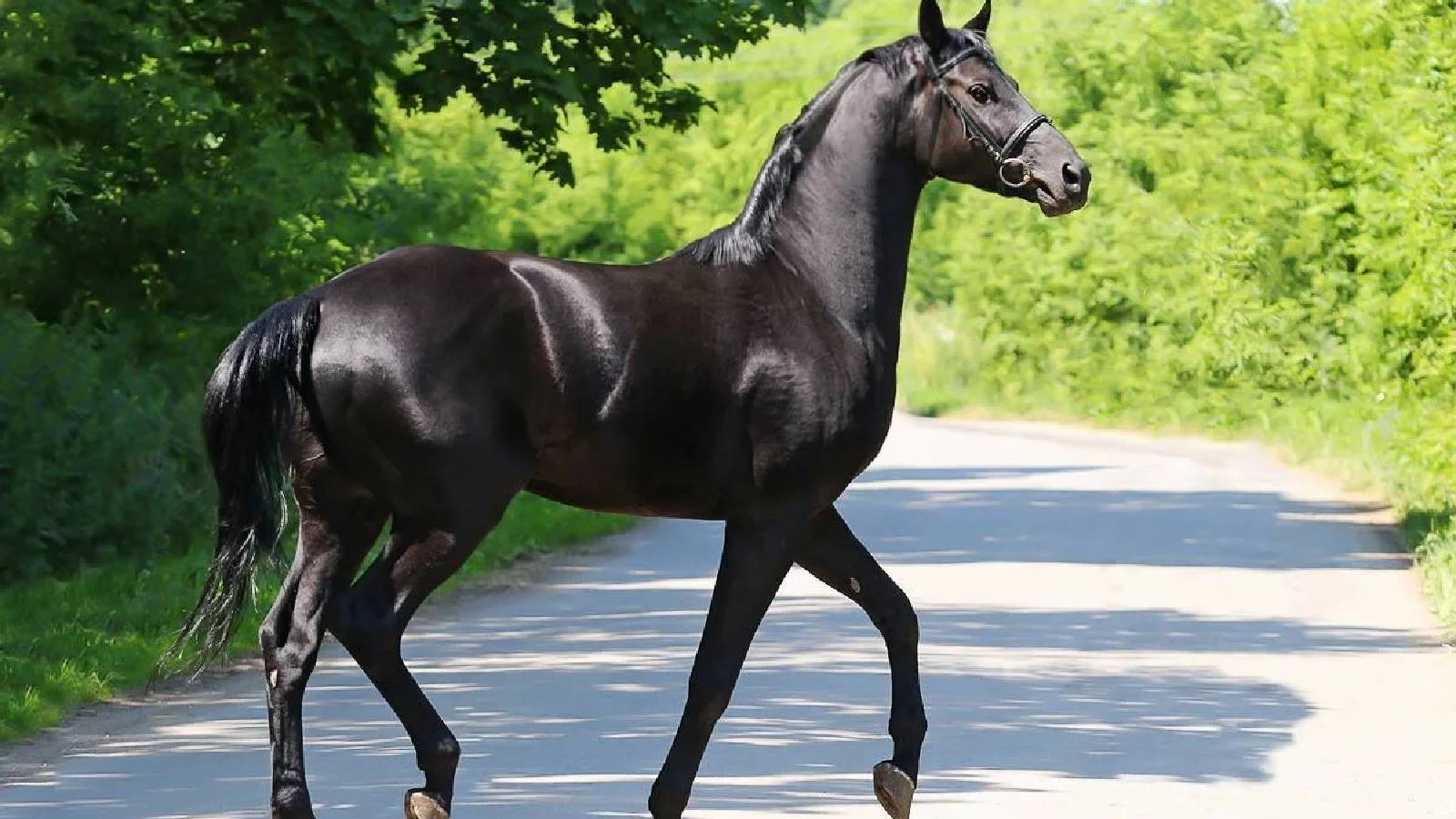 حصان اسود جميل (حصان الادهم) يمشي وحوله غابة خضراء 