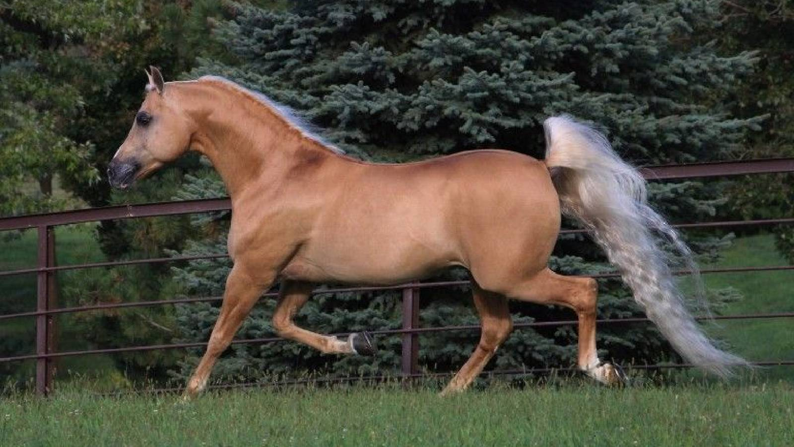 حصان له ذيل ابيض