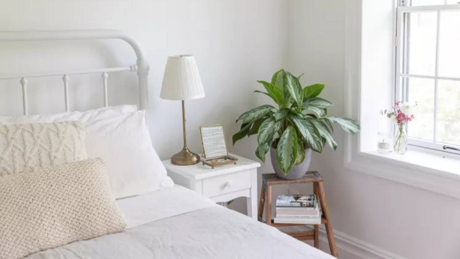 سرير بجانبه نباتات خضراء وعلى الجهة اليسرى نافذه 