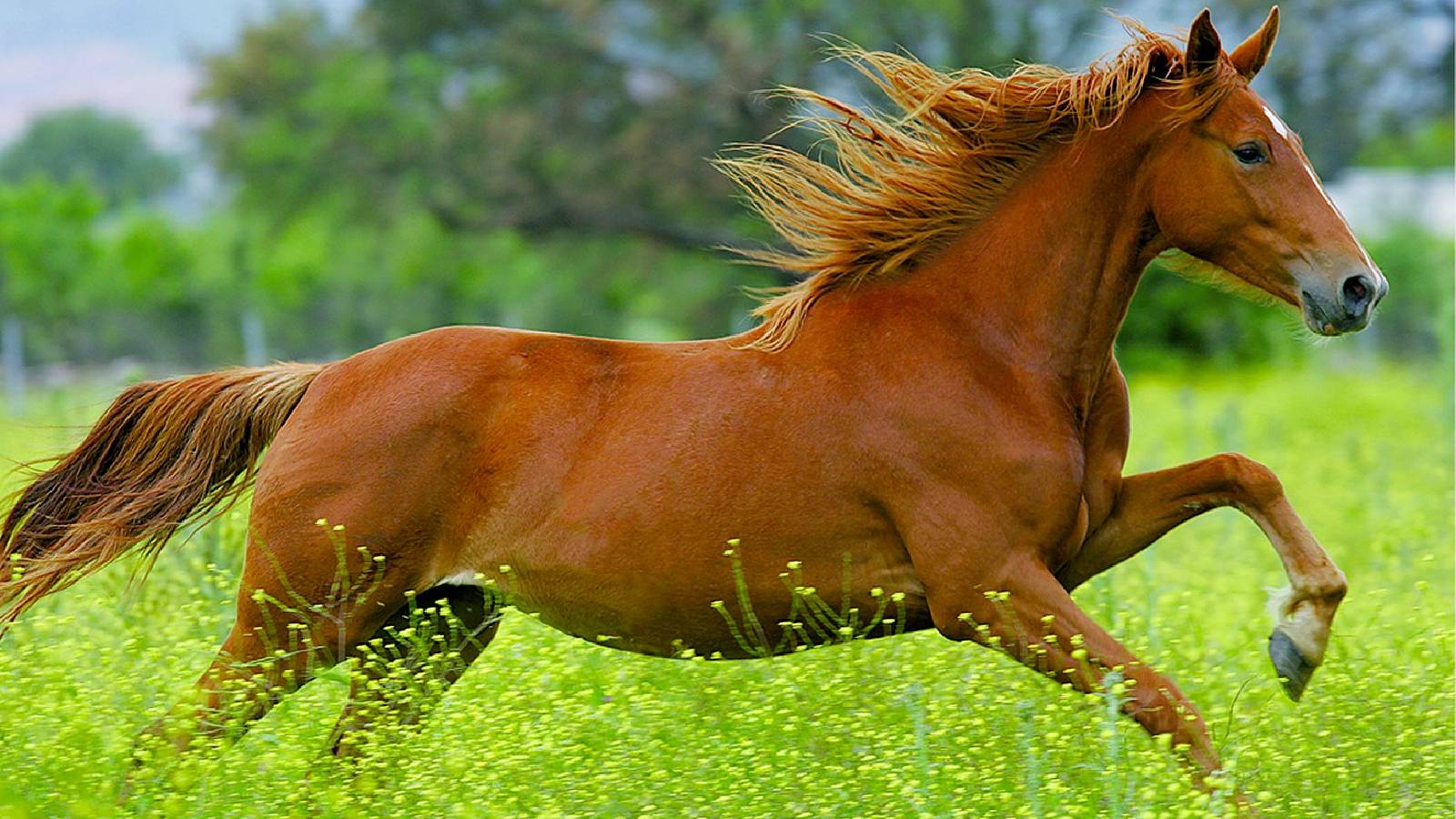 حصان يركض في الطبيعة