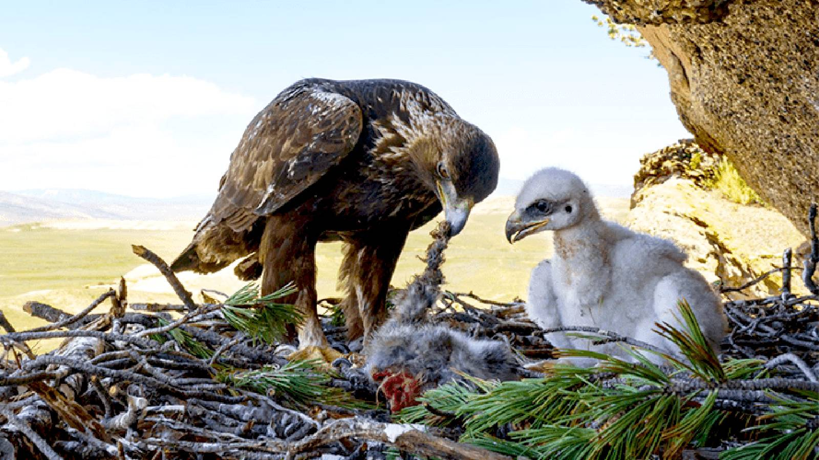 عش للنسر الذهبي يقف فيه النسر وهو يحاول اطعام صغيره من الفريسة التي اصطادها 