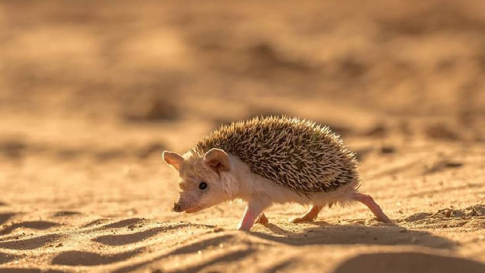 قنفذ Hemiechinus الصحراوي طويل الاذنين يمشي على رمال الصحراء