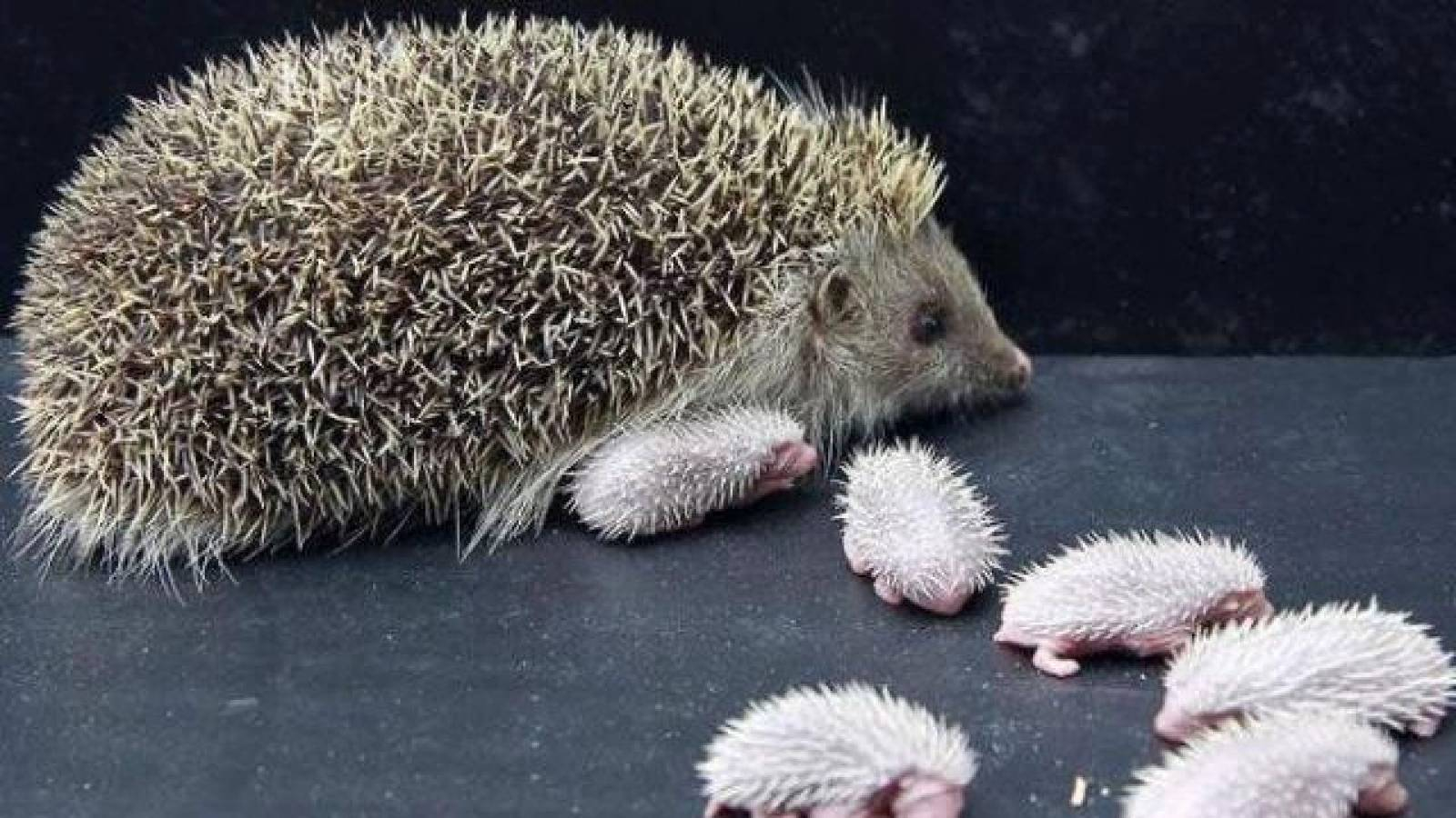 القنفذ الام وصغارها حولها ذوي اللون الابيض