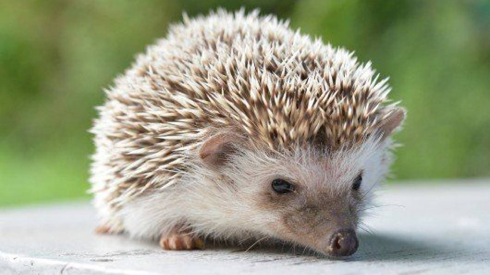 قنفذ البرانديت Prandt's hedgehog  صغير الحجم لونه يتراوح بين البني الداكن والابيض وله اطراف قصثرة 